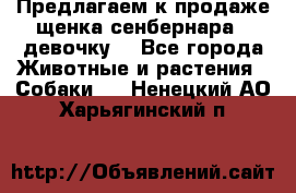 Предлагаем к продаже щенка сенбернара - девочку. - Все города Животные и растения » Собаки   . Ненецкий АО,Харьягинский п.